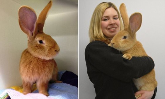 Source: Scottish SPCA /PA Wire