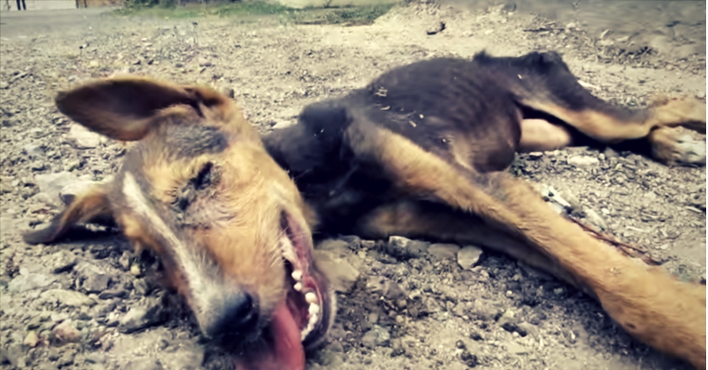 Credit: Animal Aid Unlimited, India