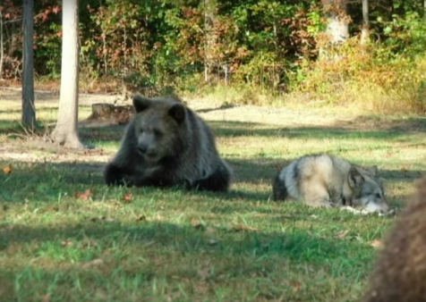Lil' Bear and Tala today