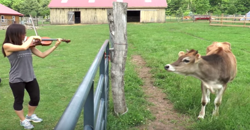 She Held Up Her Violin. When The Music Starts, Watch The