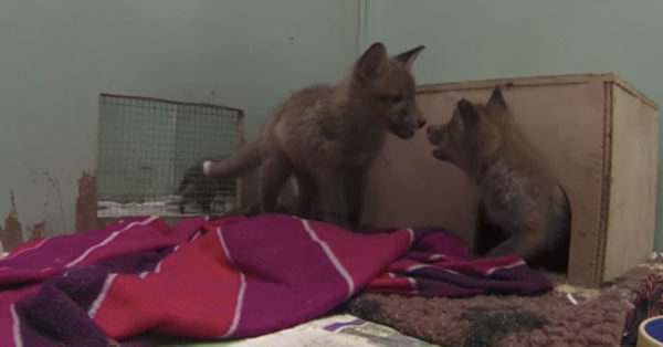 Source: YouTube/Wildlife Aid