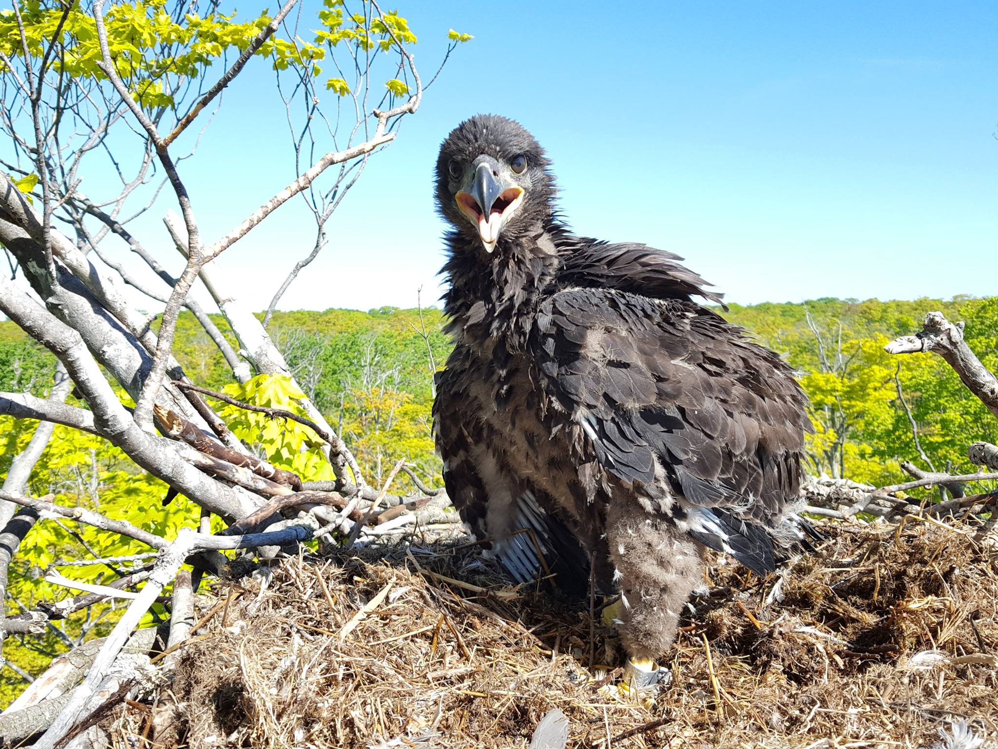 Dave Todryk - Our grandson got banded