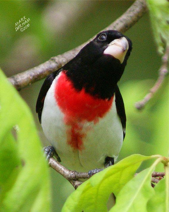 Mark Durham_Make Grosbeak eyeing my feeders below