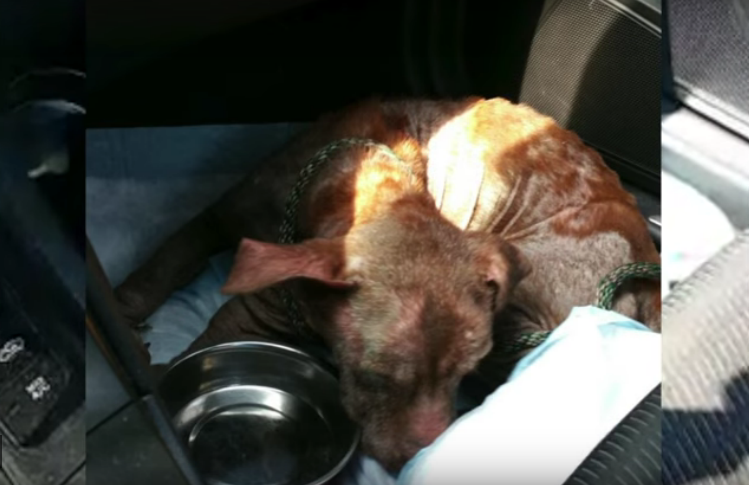Credit: AMA Animal Rescue