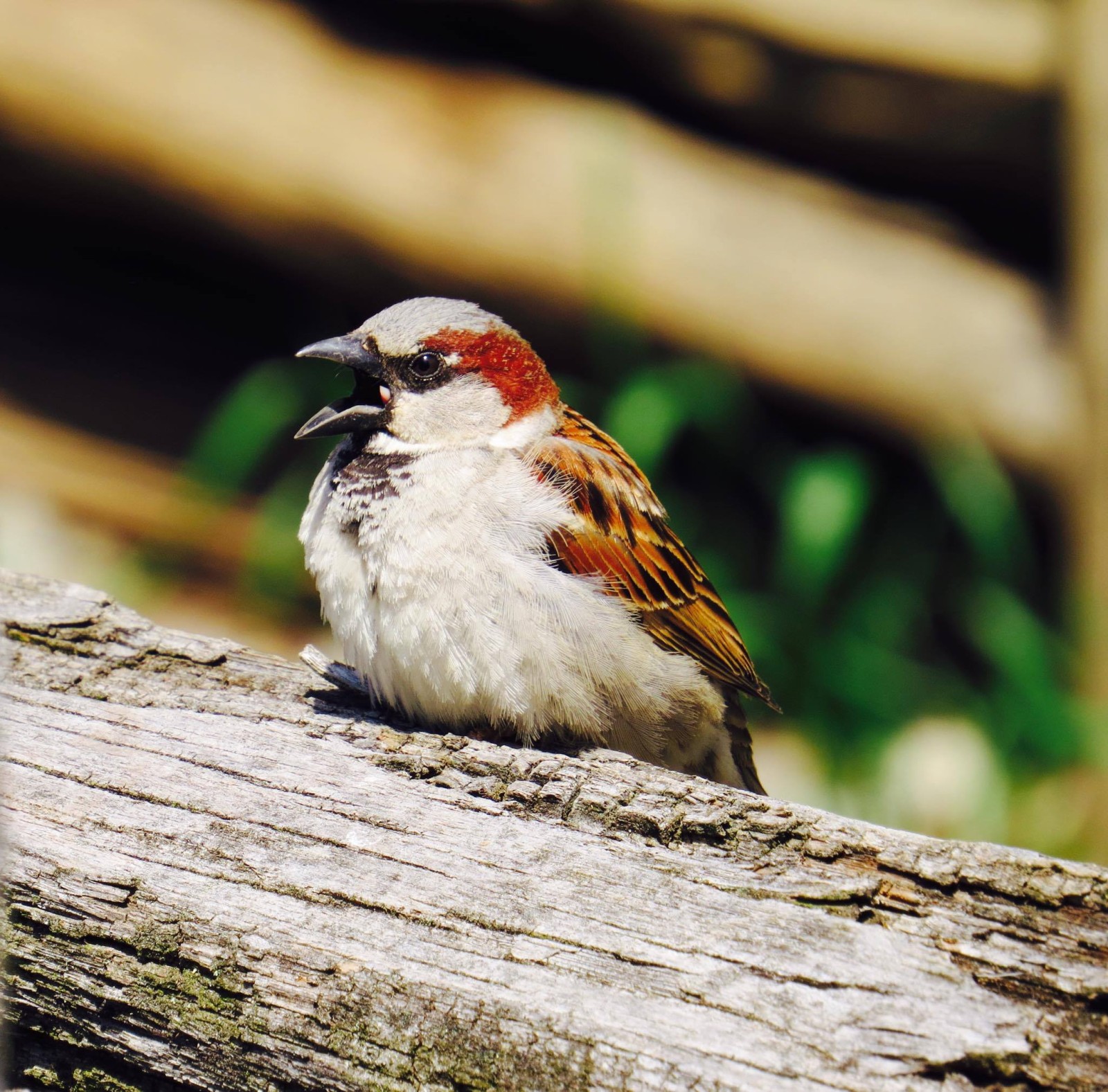 From: Tia Johns-Barcenas House sparrow, taken at Booker T. Washington National Monument. 4-11-16