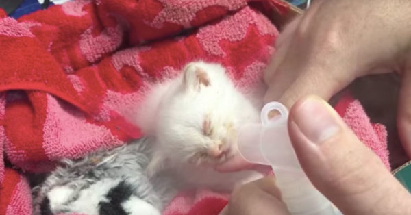 Teeny Tiny Kitten Is An Animal Cruelty Survivor The Animal Rescue