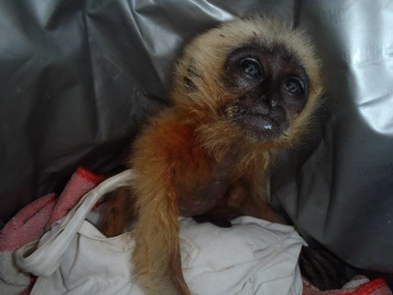 PHNOM TAMAO WILDLIFE RESCUE CENTER