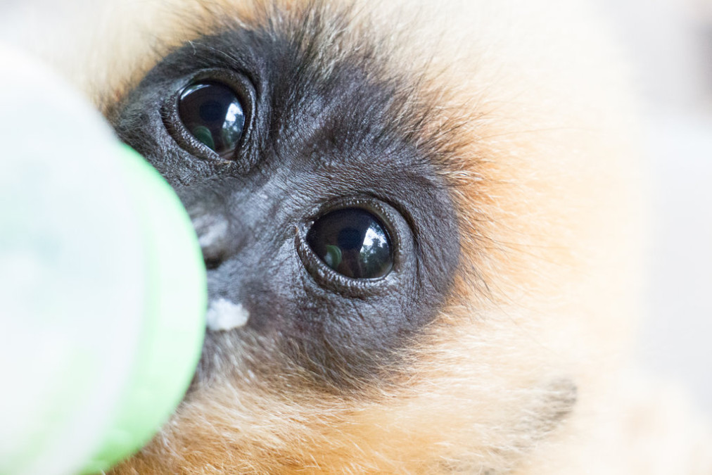 Phnom Tamao Wildlife Rescue Center