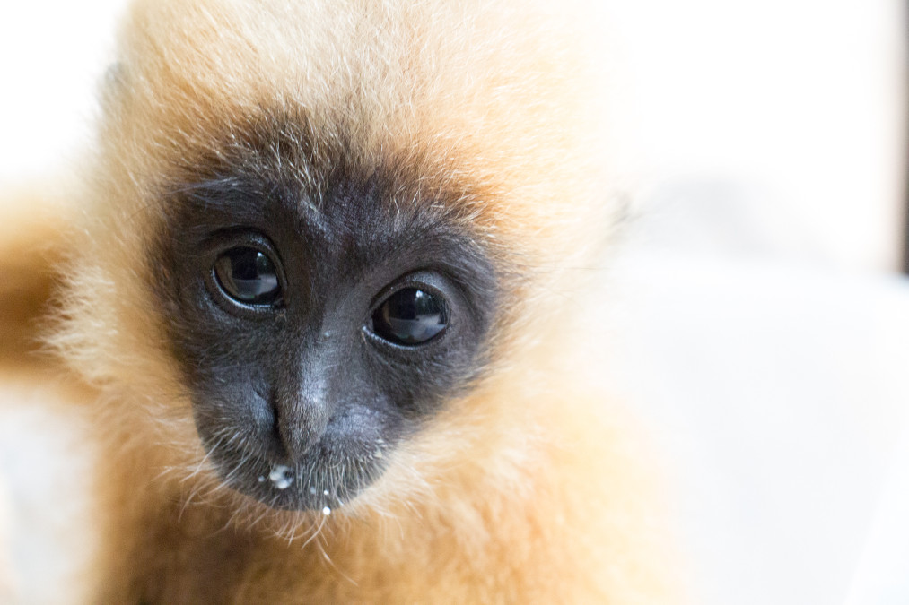 Phnom Tamao Wildlife Rescue Center