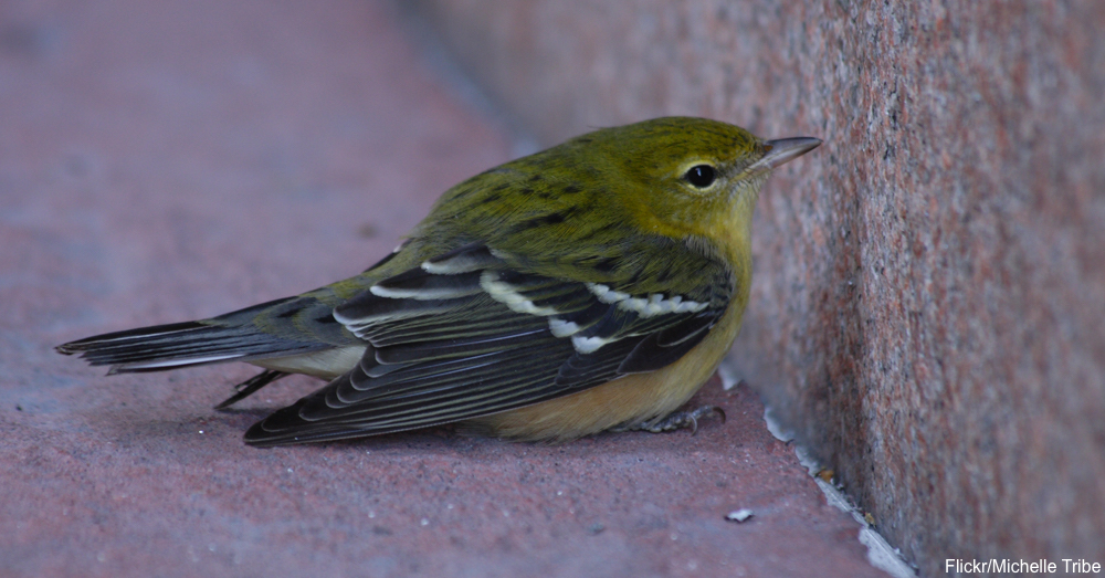 how to care for an injured bird until help arrives the how to care for an injured bird until help arrives the