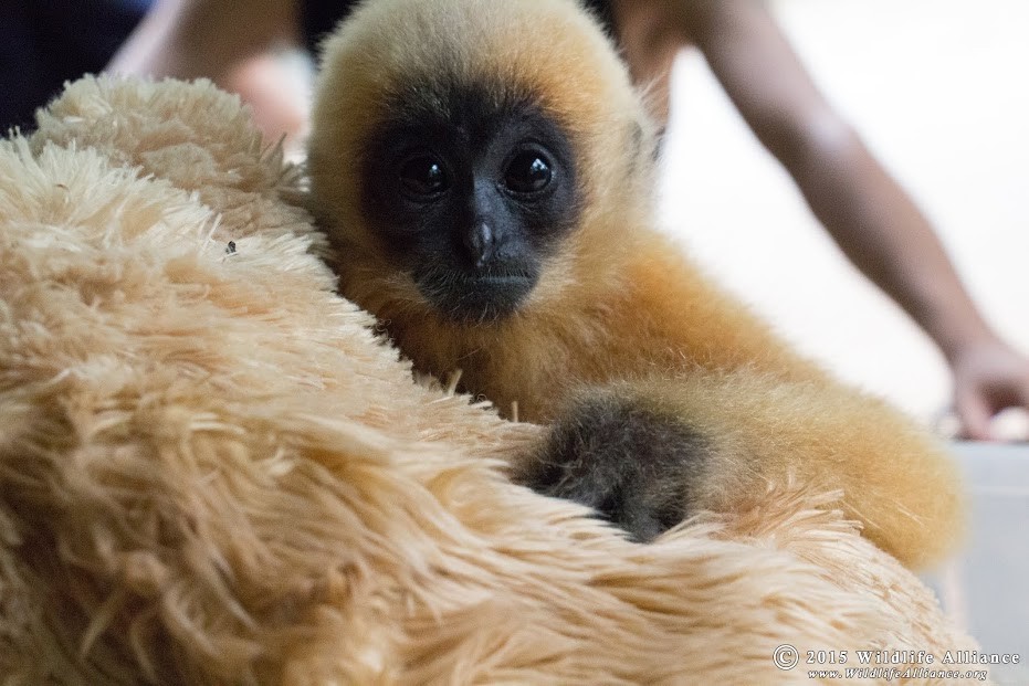 Phnom Tamao Wildlife Rescue Center