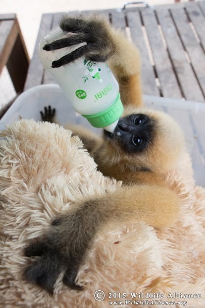 Phnom Tamao Wildlife Rescue Center