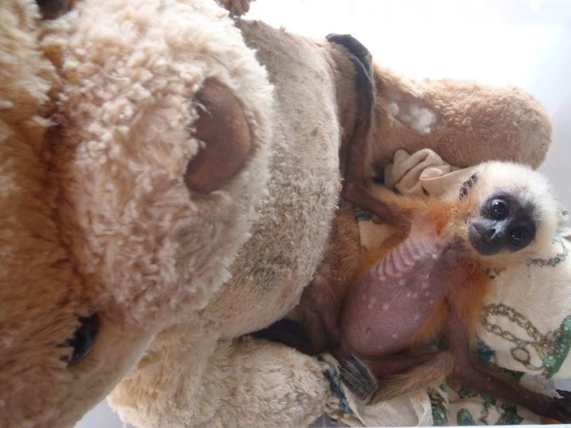 Phnom Tamao Wildlife Rescue Center