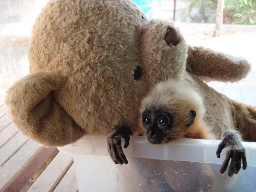 Phnom Tamao Wildlife Rescue Center
