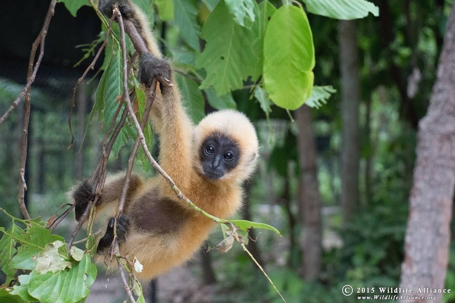 Phnom Tamao Wildlife Rescue Center