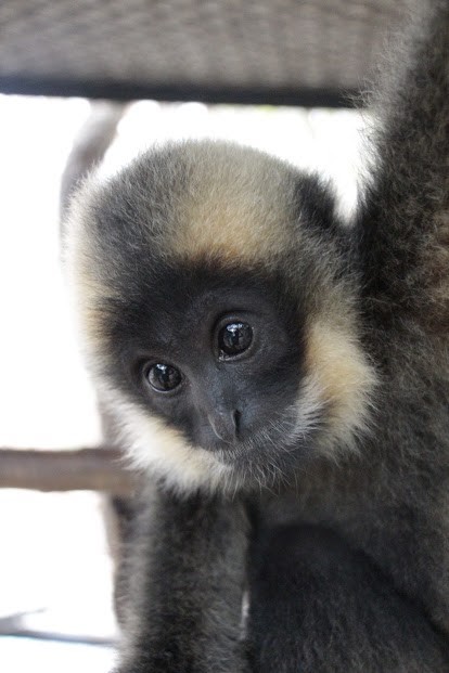 Phnom Tamao Wildlife Rescue Center