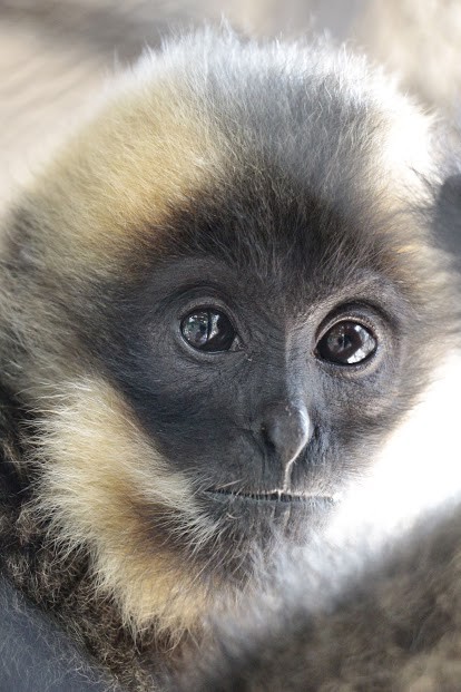 Phnom Tamao Wildlife Rescue Center