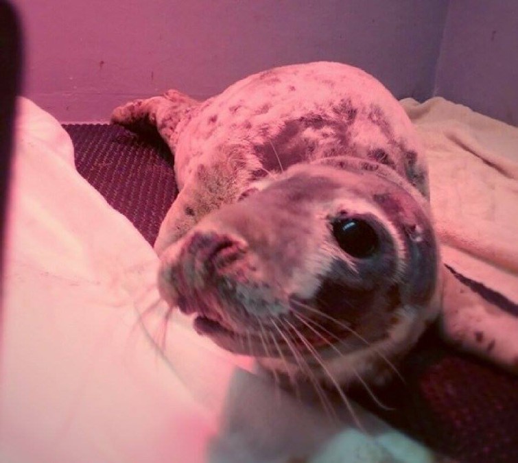 Guernsey SPCA