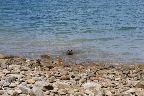 Guernsey SPCA