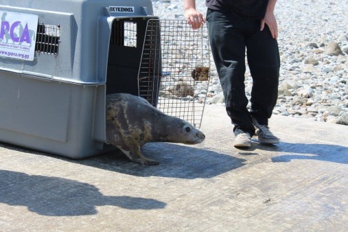 Guernsey SPCA