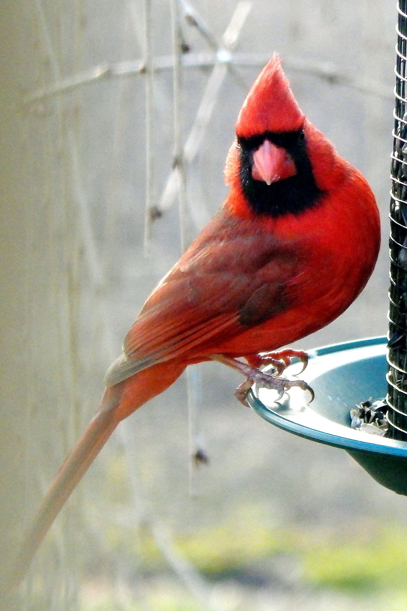 Maureen Mitchell - 061216 - Male Northern Cardinal - Northern PA