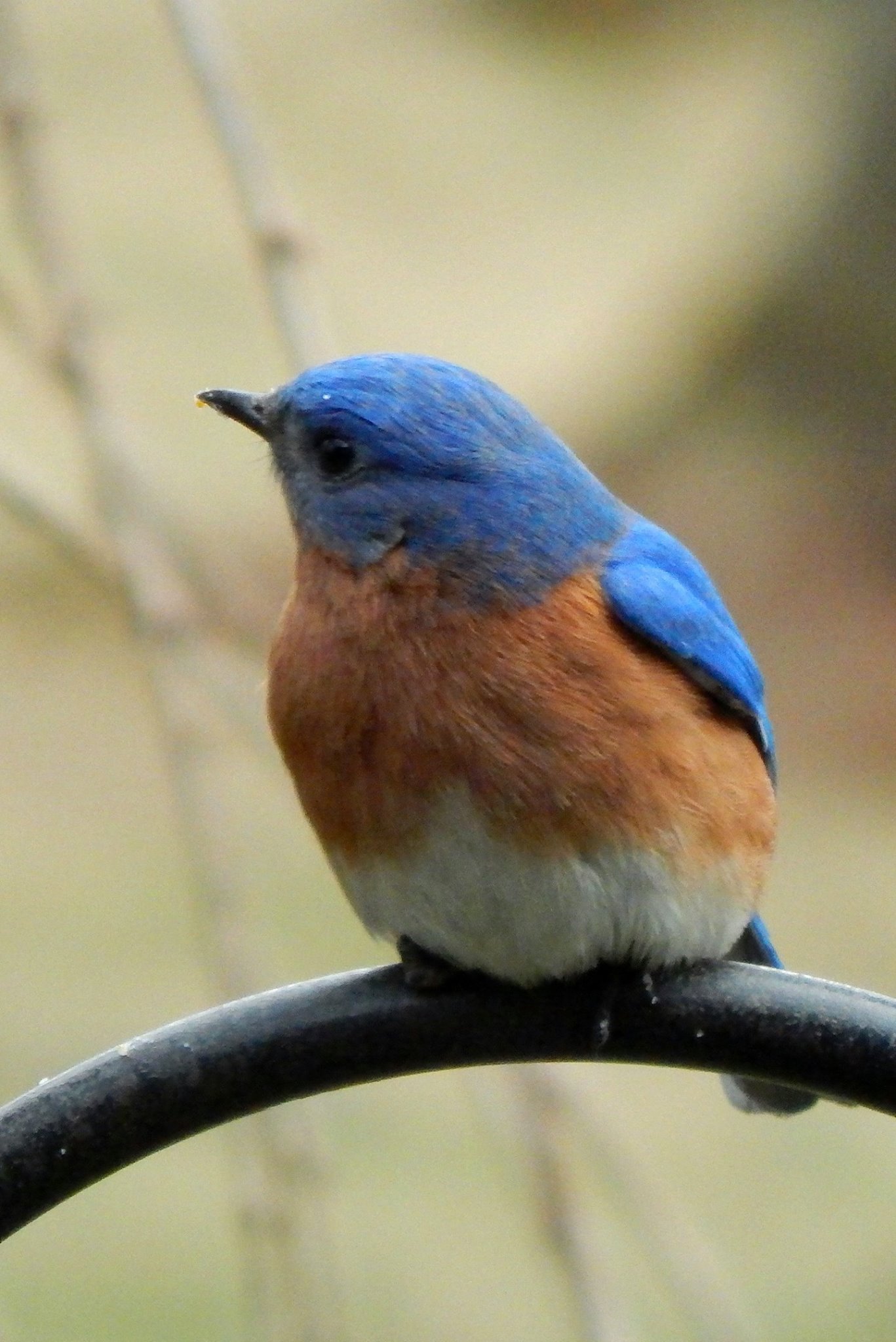 Maureen Mitchell - 61216 - Papa Eastern Bluebird - Northern PA