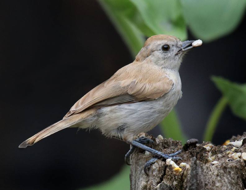 Muriel Plank - This Oak Titmouse showed up at my feeder and is not the color of most Titmice. It's not an albino. Would you say it is leucistic?