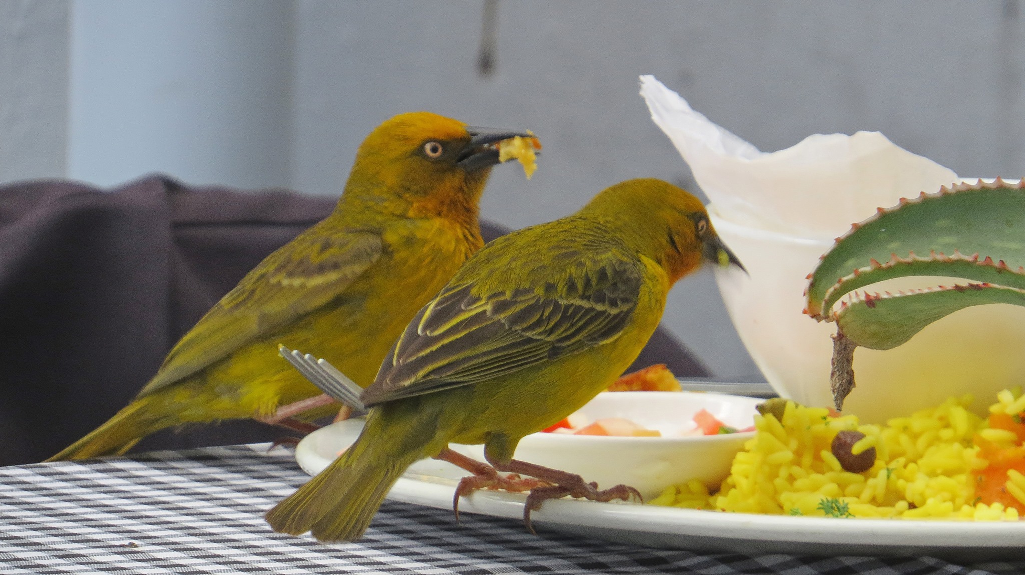 Van Harris - 061216 - Cape Weavers - West Coast National Park, Western Cape province, South Africa, 8-29-2014