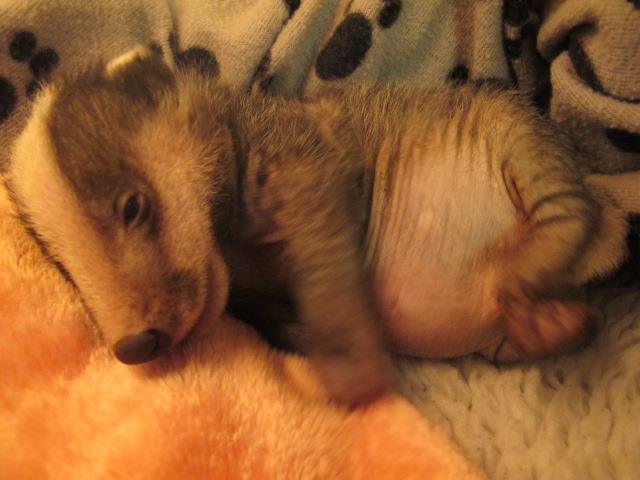 Secret World Wildlife Rescue