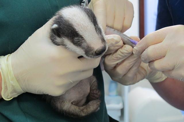 Secret World Wildlife Rescue