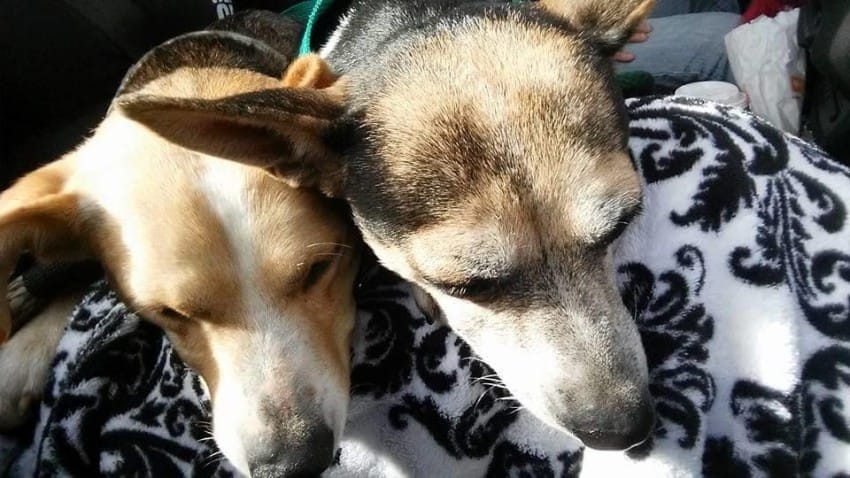 100+ Abandoned Dogs of Everglades Florida