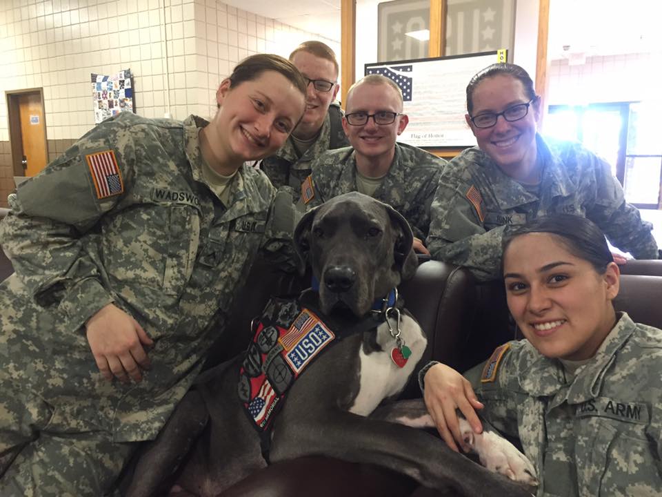 Facebook / Bandit The Therapy Dog