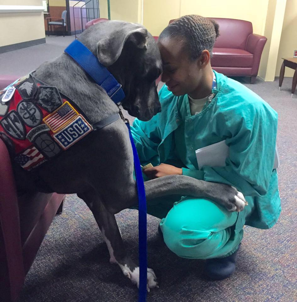 Facebook / Bandit The Therapy Dog