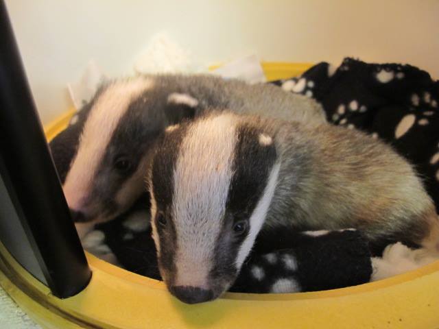 Secret World Wildlife Rescue