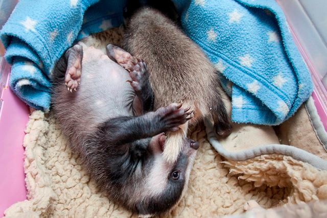 Secret World Wildlife Rescue