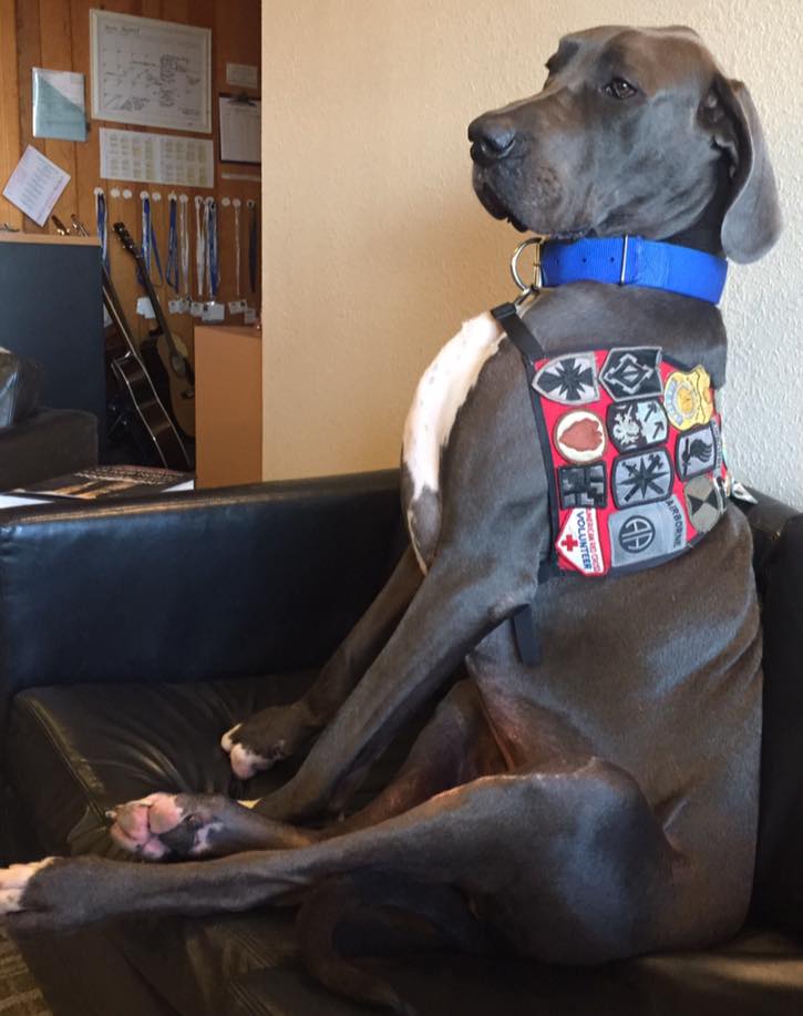 Facebook / Bandit The Therapy Dog