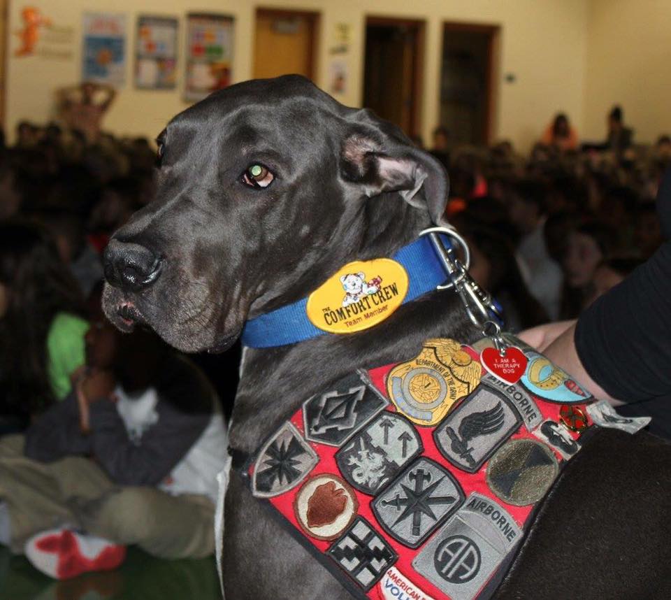 Facebook / Bandit The Therapy Dog