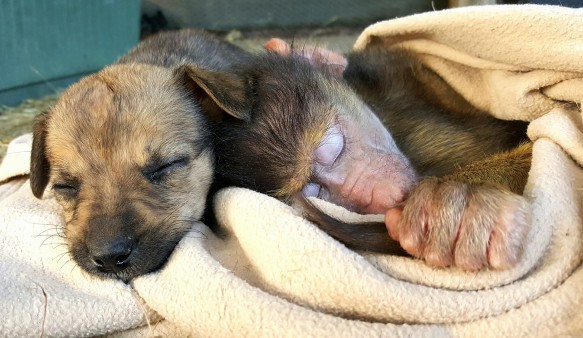 The Twala Trust Animal Sanctuary