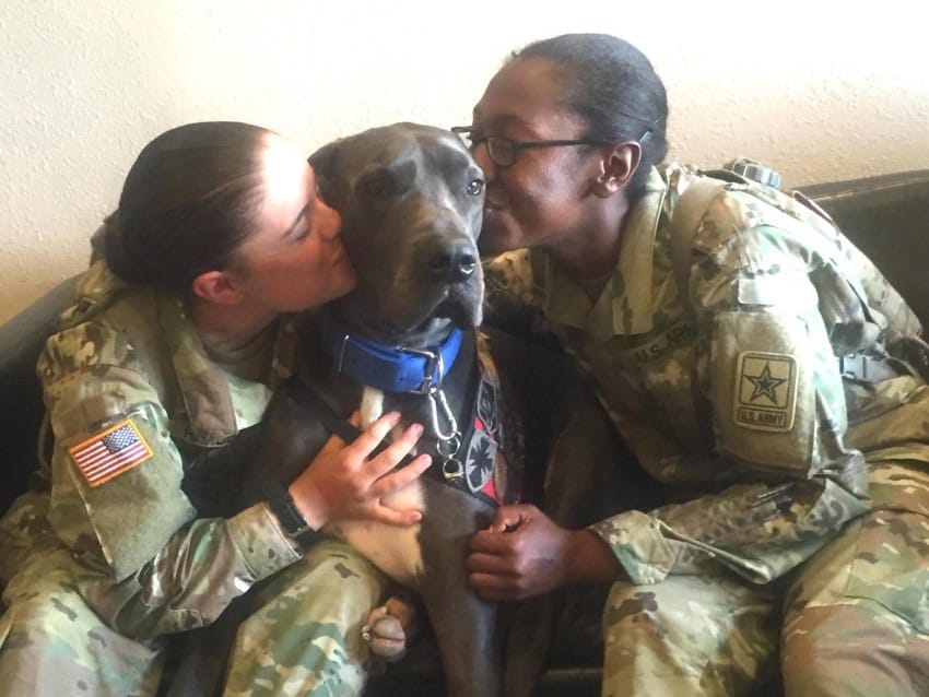 Facebook / Bandit The Therapy Dog