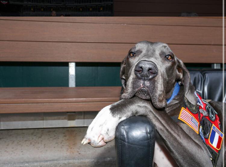 Facebook / Bandit The Therapy Dog
