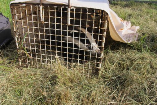 Diamond Dave moving to his new outdoor enclosure. Secret World Wildlife Rescue