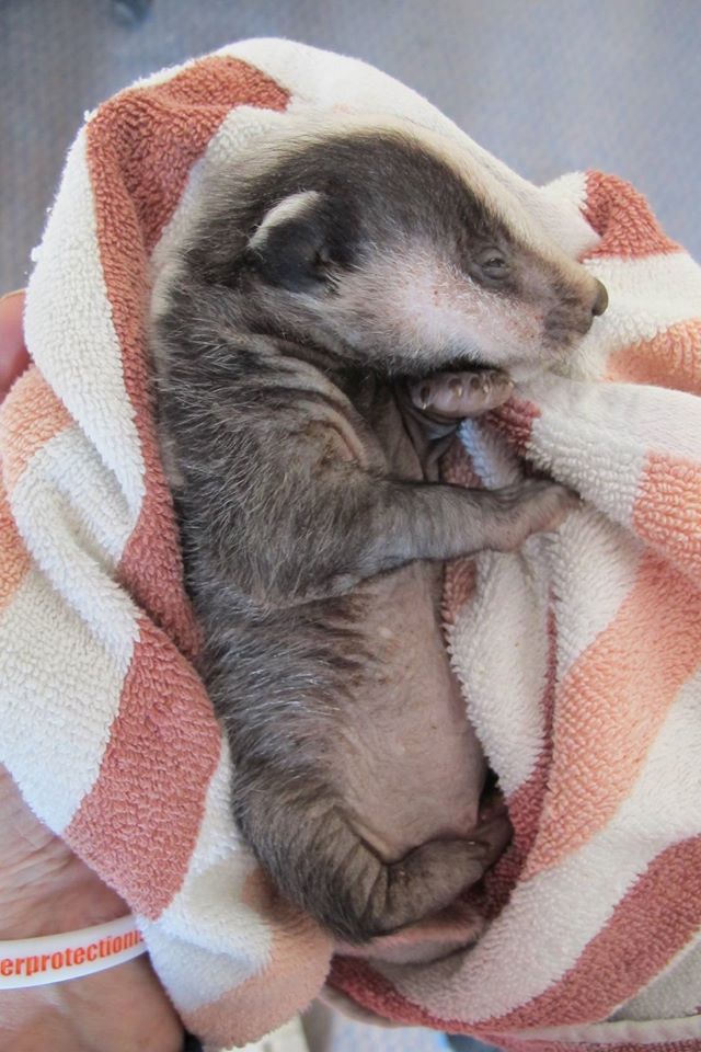 Secret World Wildlife Rescue