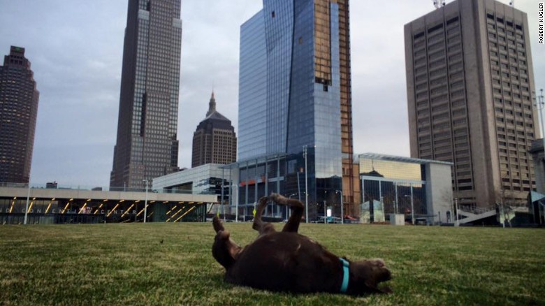 Bella rolling around at a park in Cleveland. (Credit: Robert Kugler)