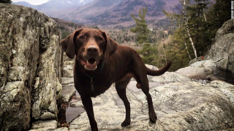 Bella atop a rock in the Adirondack Mountains. (Credit: Robert Kugler)