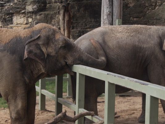 San Antonio Zoo