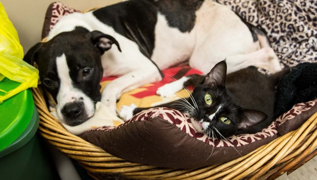Lifeline Animal Project