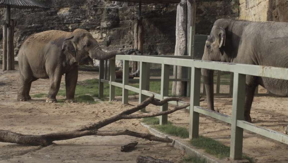 San Antonio Zoo