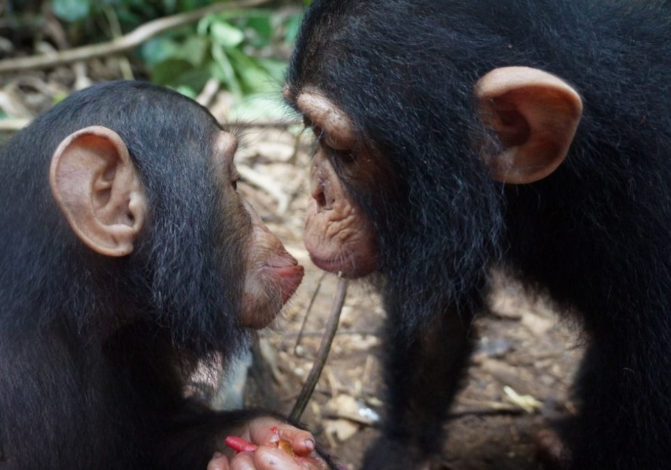 Ape Action Africa