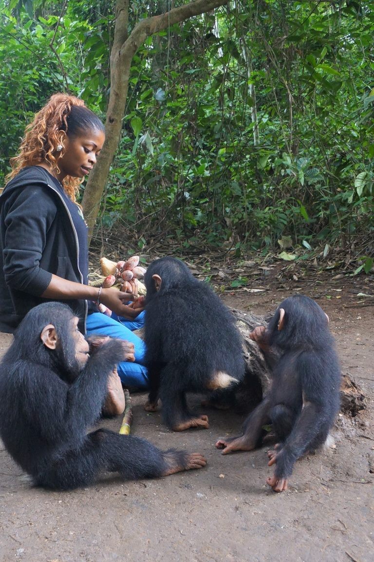 Ape Action Africa