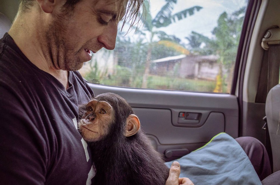 Ape Action Africa